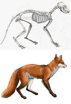 Fox anatomy study