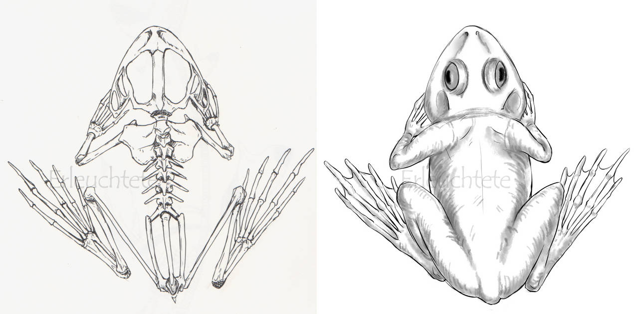 Exploded Frog Frog Anatomy Study by EarlNoir on DeviantArt