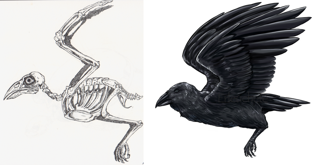 Raven anatomy study by EarlNoir on DeviantArt