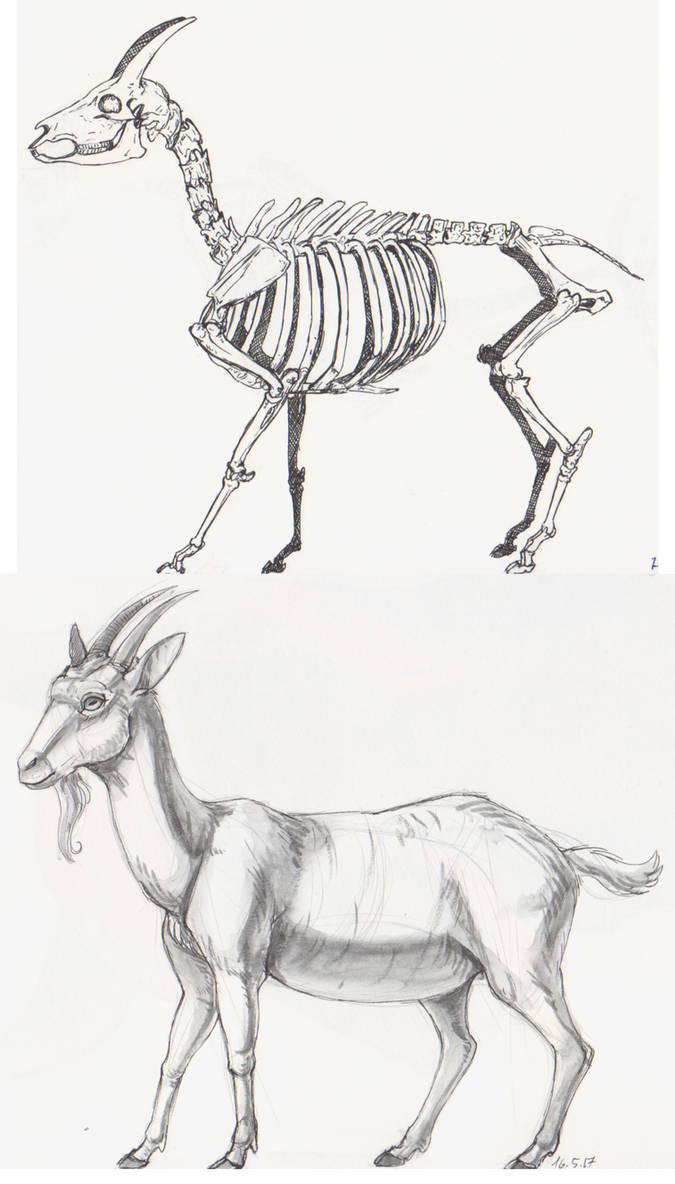 Goarn Structure Goat anatomy study by EarlNoir on DeviantArt