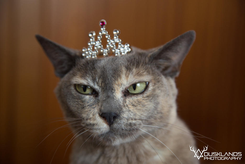 Princess by Morticus13 Princess by Morticus13