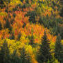 Forests in Fire and Gold