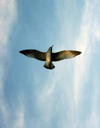 Gull overhead
