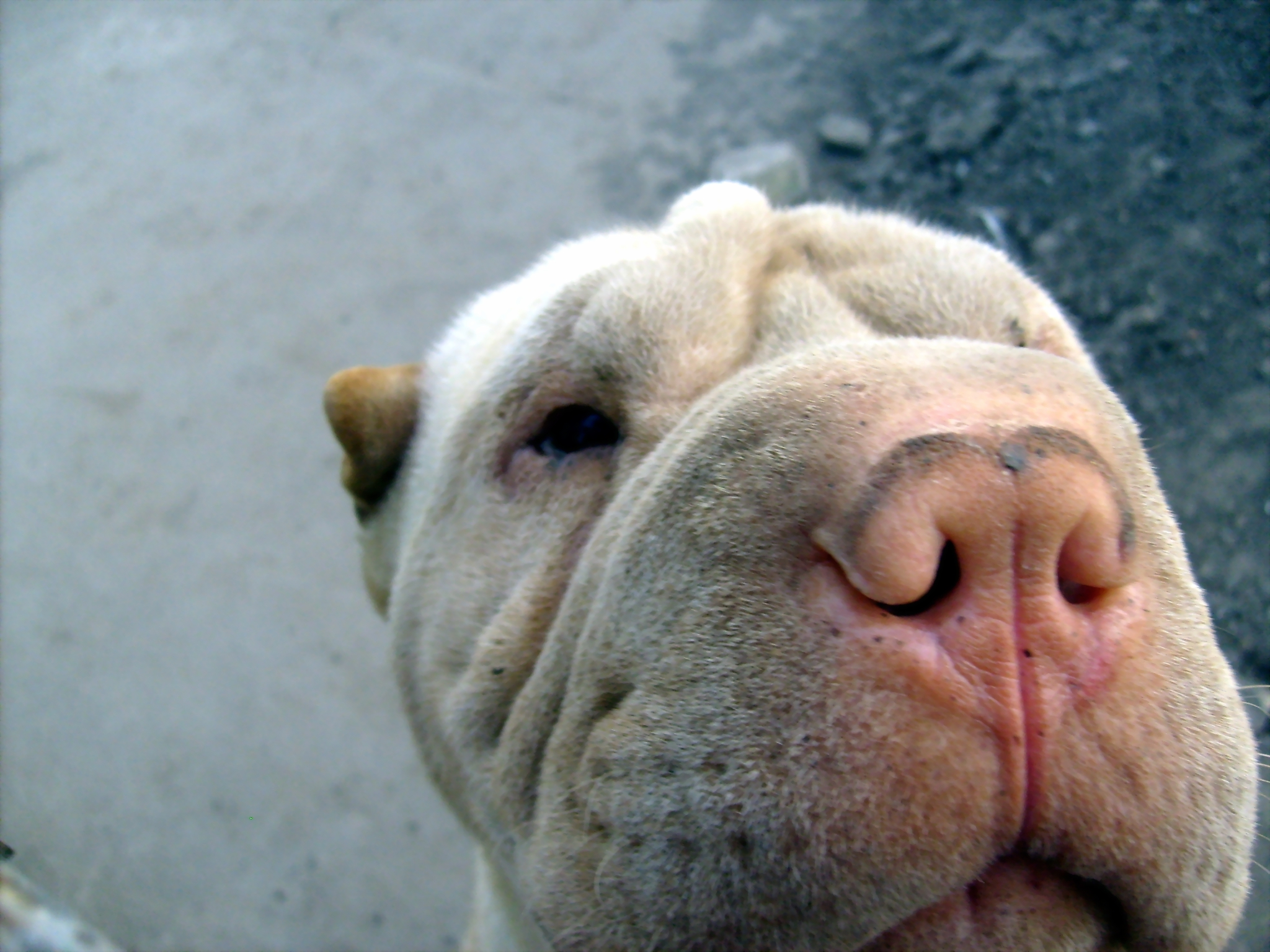 Shar pei