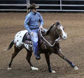 Appaloosa 8