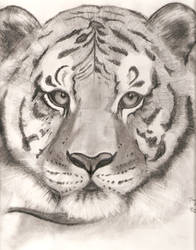 Tiger Graphite