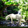 Grey horse contemplating water