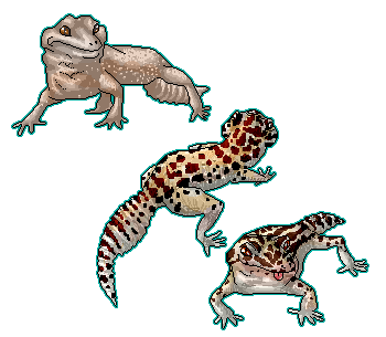 Gecko