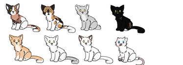 old warrior cats for sale