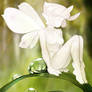 Fae 1