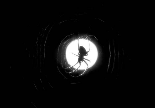 Spider night