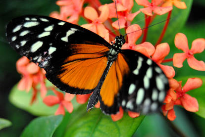 Butterfly Resting