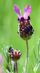 'Fathead' Lavender