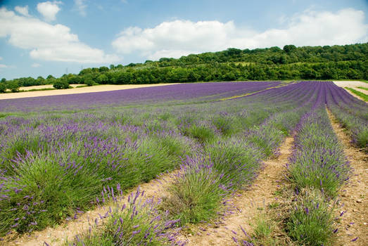 Lavender Field