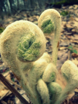 fiddleheads.