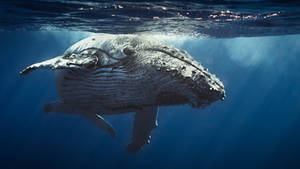 Whale-4k