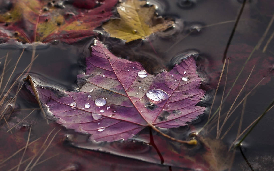 Листья в горячей воде. Осень дождь. Листья в луже. Капли воды на осеннем листе. Осень дождь вода.