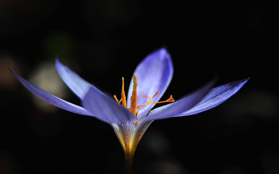 Крокус на черном фоне. Крокус Шафран цветок. Крокус Шафран синий. Цветок Шафран мурена индиго. Крокус Шафран голубой цветок.