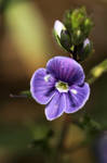 Four Petaled Flower three by FlorianHebel