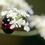 The shy Ladybug