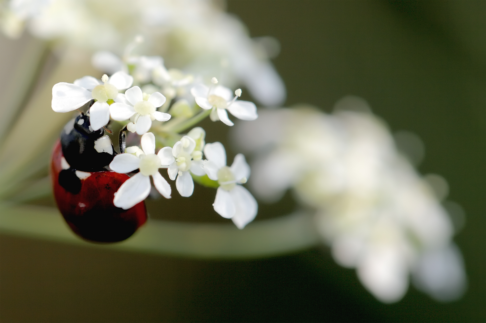 The shy Ladybug