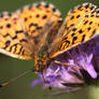 Tasty Flower