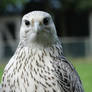 The Gyrfalcon