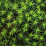 Green Stars