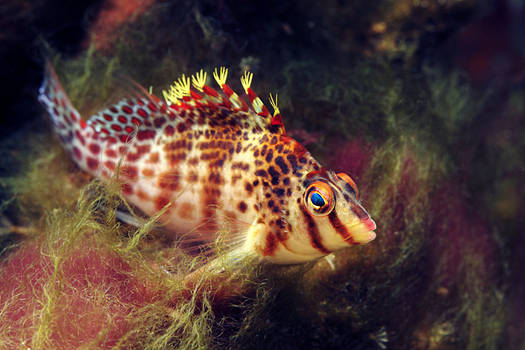 Dwarf Hawkfish