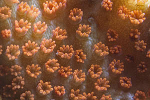 Small-polyp-hardcoral