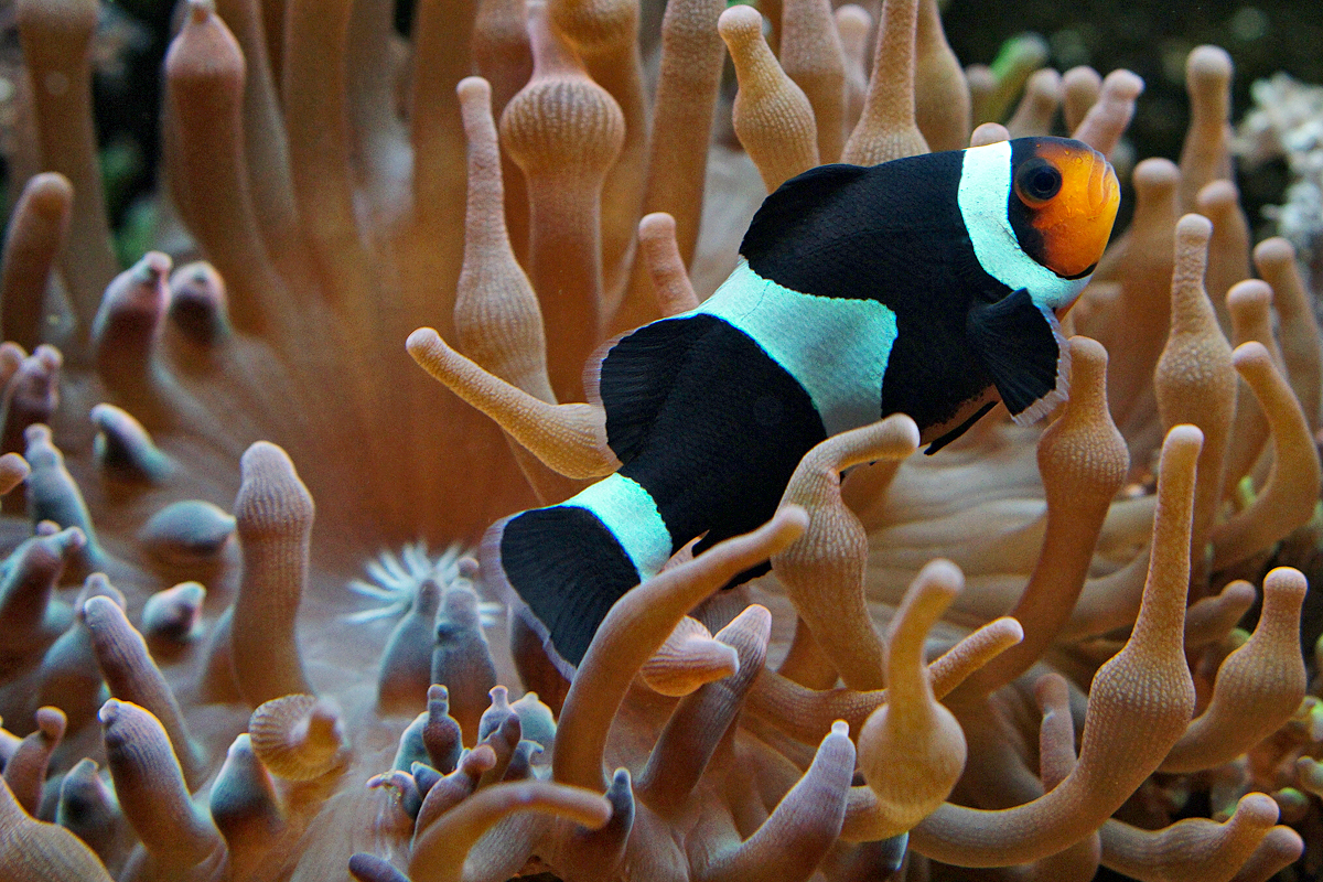 Clownfish in black