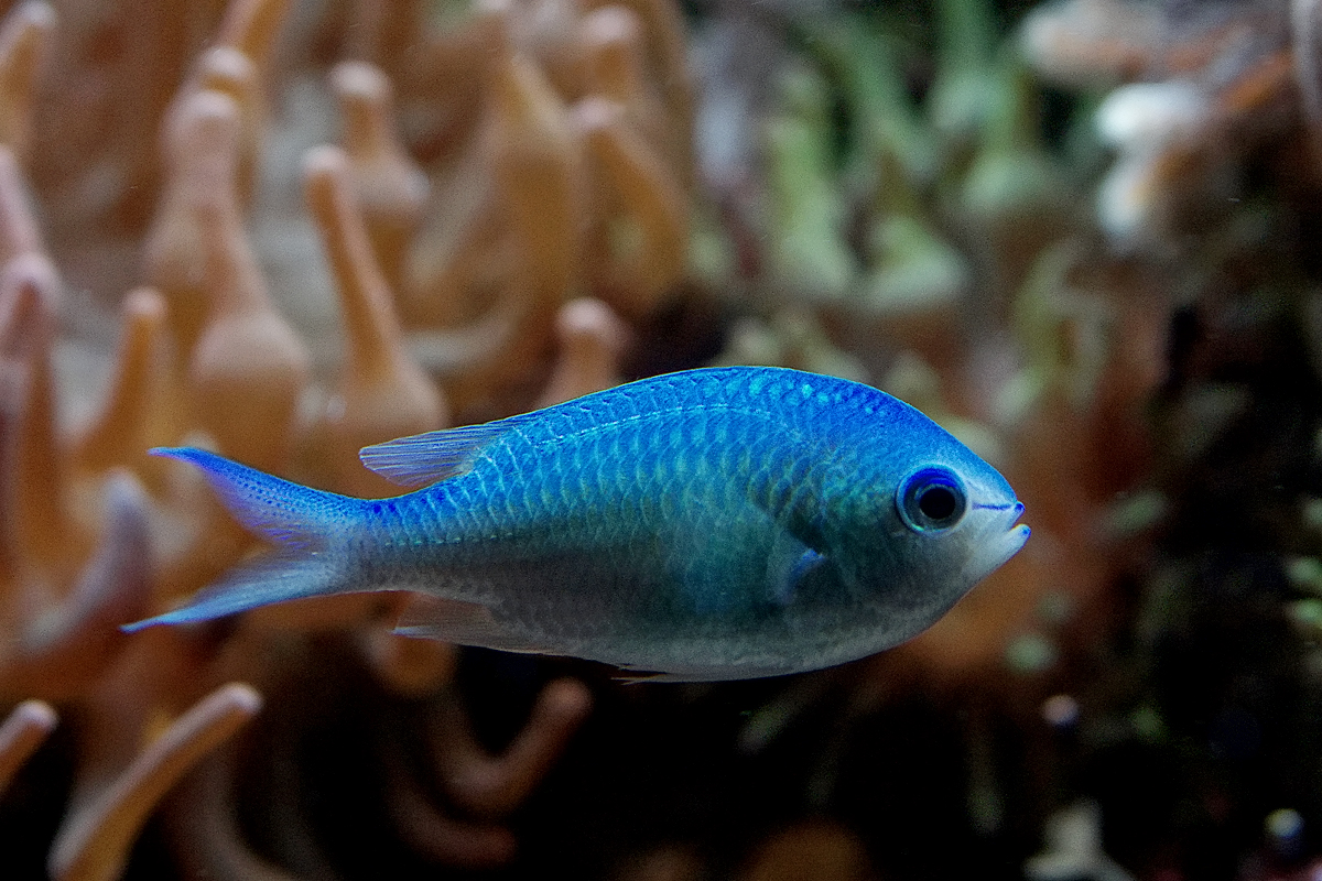 chromis c