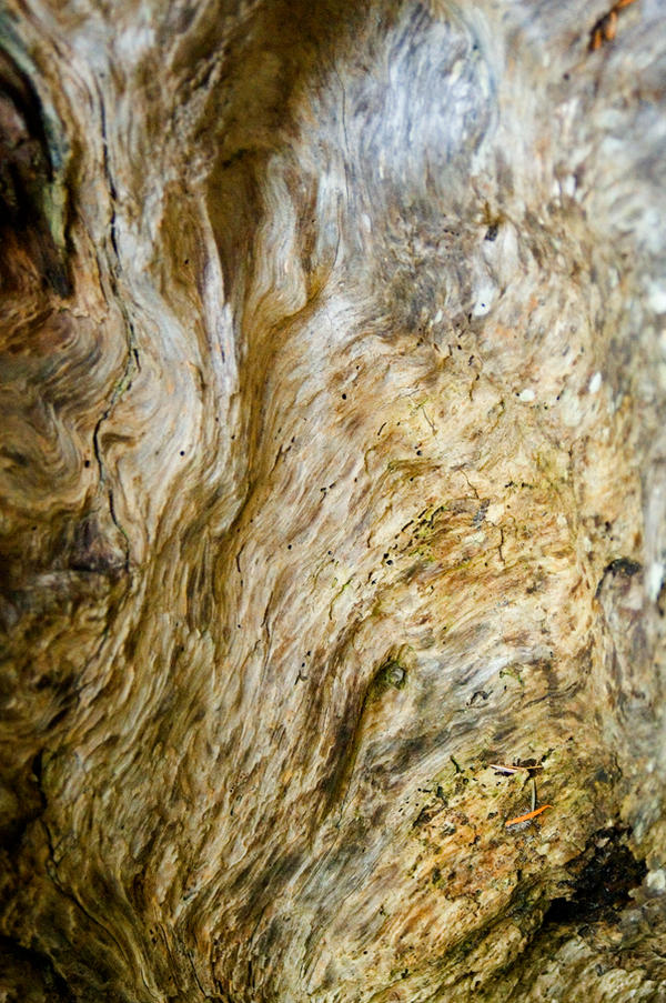 Wood2 Texture Stock by Alegion-stock