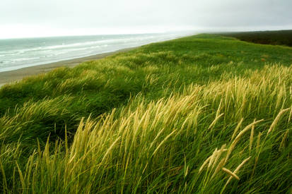 Oregon Beach 1