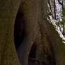 Cathadrel Tree 2