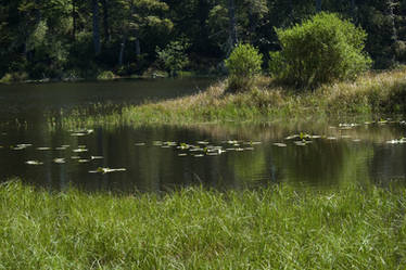 Coffenbury Lake 2