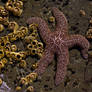 Starfish 3