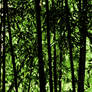 Bamboo Forest