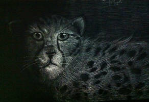 Scratch Board Cheetah