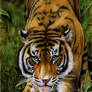 Sumatran Tiger