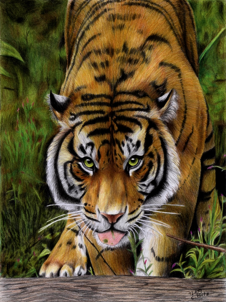 Sumatran Tiger