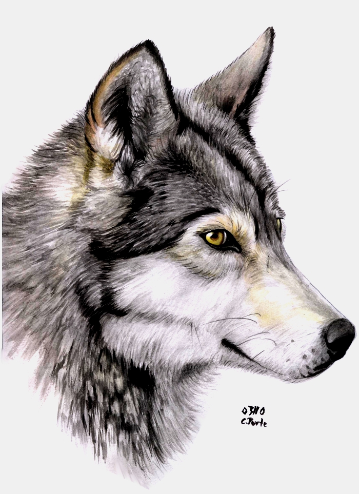 Watercolor wolf