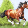 Pinto Horse