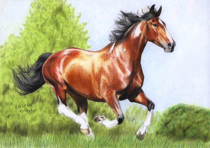 Лошадь картинки рисунки. Лошадь рисунок. Красивые рисунки лошадей. Лошадь рисунок цветной. Нарисовать лошадь.