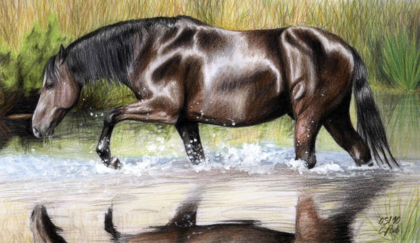 Water Horse