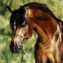 Arabian Horse II