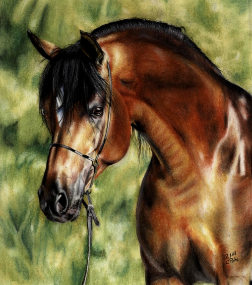 Arabian Horse II