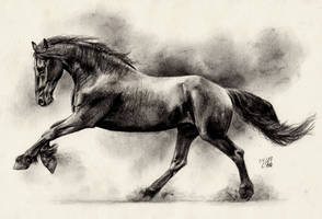 Friesian Horse II