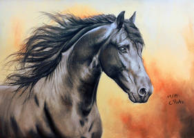 Friesian Horse IV