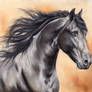 Friesian Horse IV Reupload